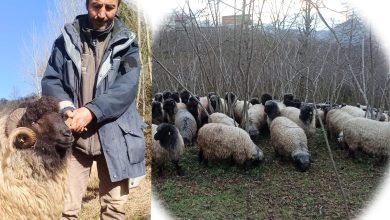 Photo of Giresun’un Çepni koyunu koruma altında