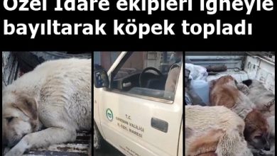 Photo of Bir köpek vakası da Kümbet’ten