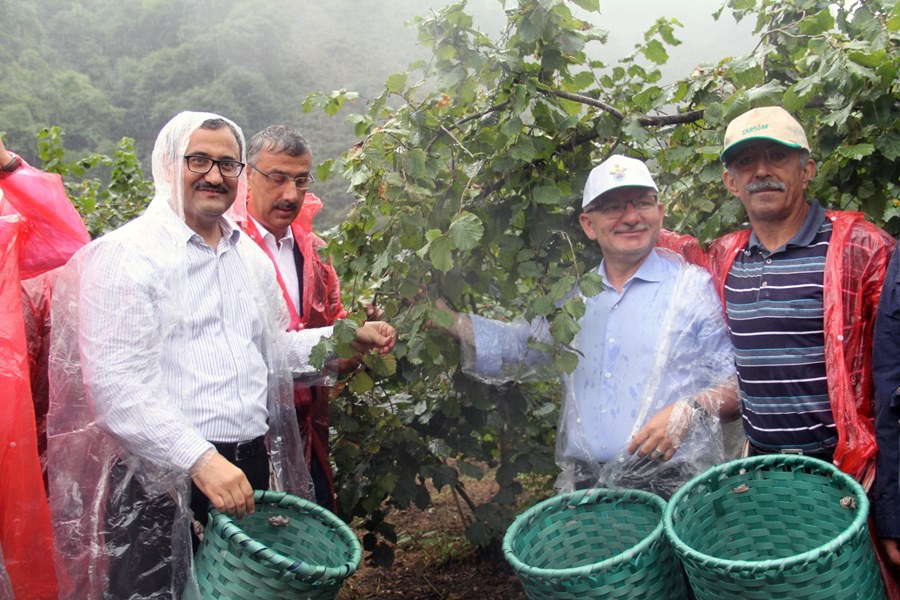 GİRESUN VALİSİ, MİLLETVEKİLİ VE FKB BAŞKANI FINDIK HASATINI BAŞLATTI