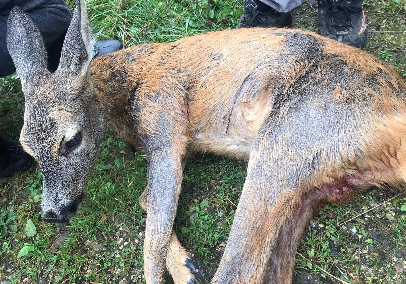 CIMBIRTLIK’TA YARALI BULUNAN KARACA KURTARILDI