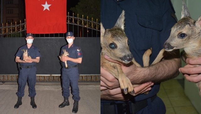 KARACA BEBEKLERE JANDARMA SAHİP ÇIKTI