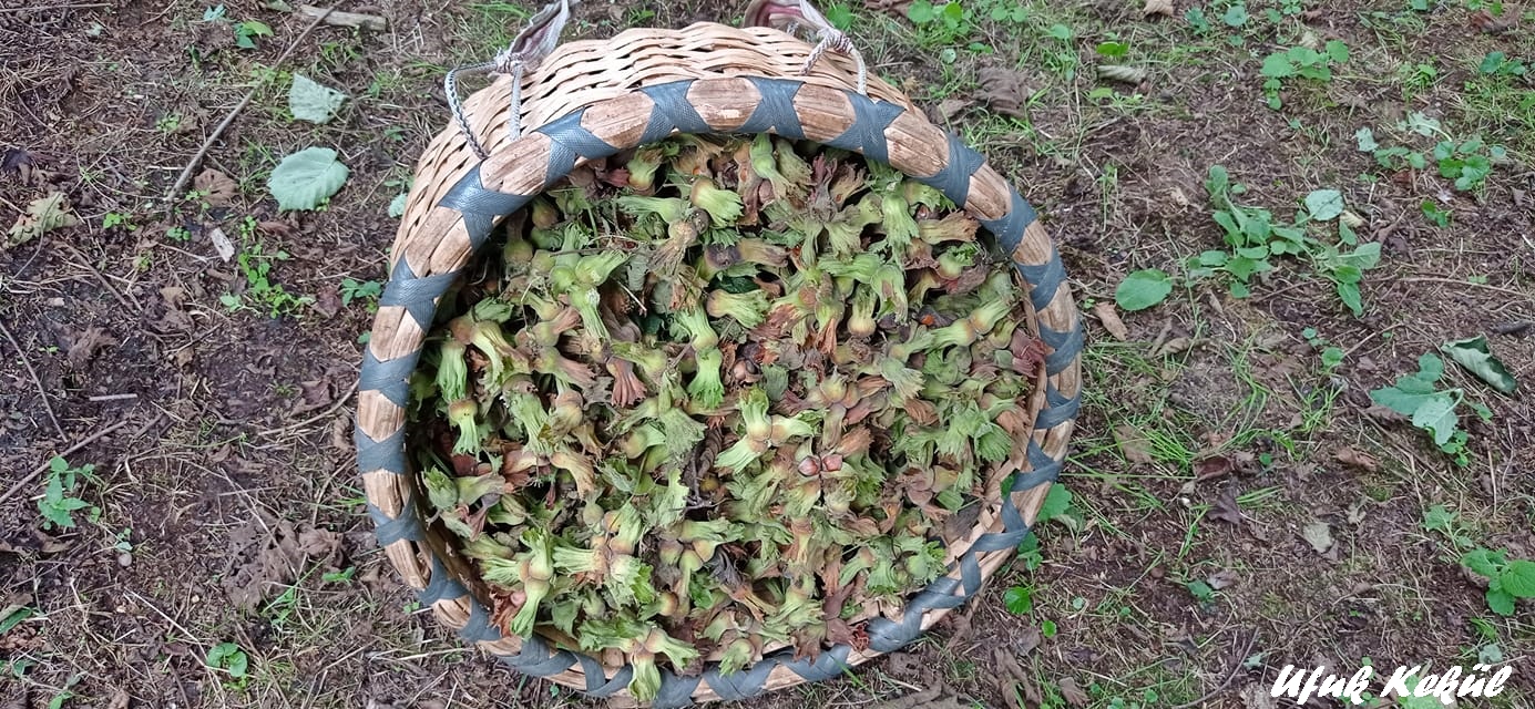 Giresun’dan ihracatta ilk sıra fındın