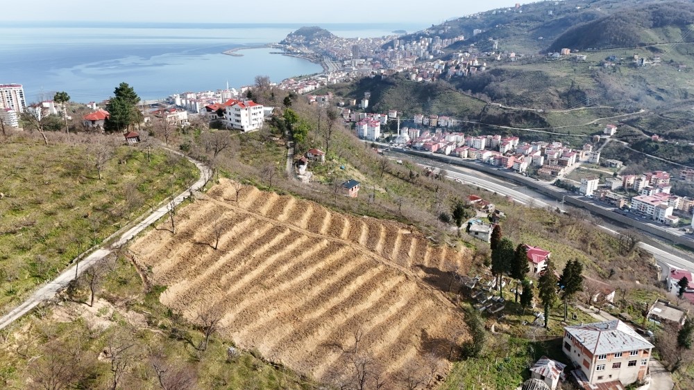 3 yılda 36 kişi fındık bahçesini yeniledi