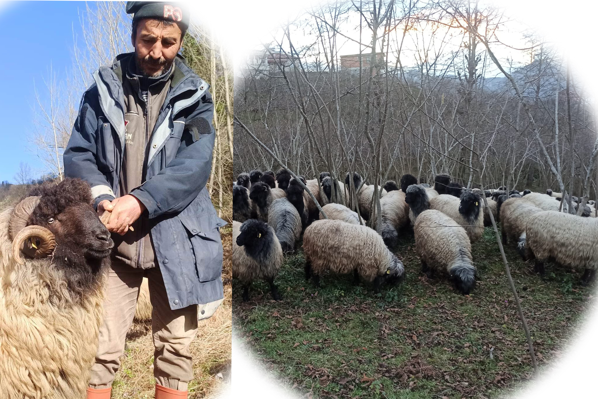 Giresun’un Çepni koyunu koruma altında