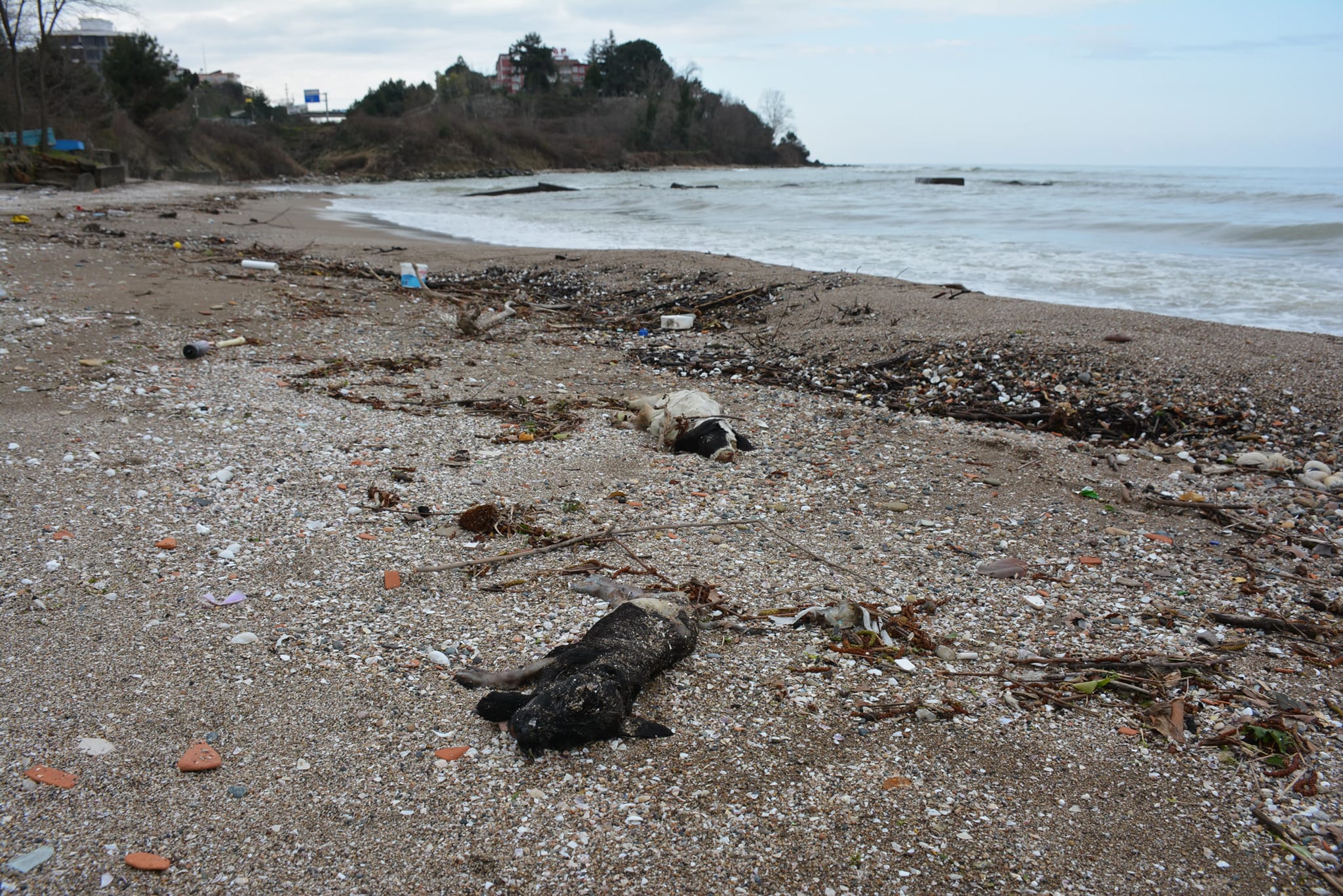 Giresun Valiliği nihayet köpek ölümlerini soruşturacak