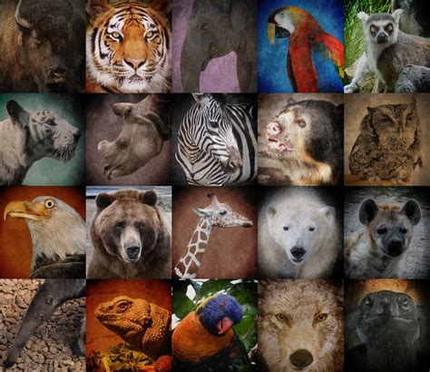 A World Of Endangered Animals 2025 𝚆𝚊𝚝𝚌𝚑 In Multiple Languages
